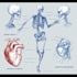 draw exercise, medical and anatomy illustrations