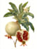 do botanical illustration with scientific focus