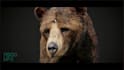 do 3d animal model,3d creature with xgen hair, realistic fur,3d animal animation