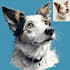 draw you and your pet into cute cartoon