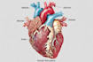 draw exercise, medical and anatomy illustrations