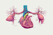 make scientific and medical illustrations for you