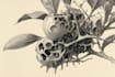 do botanical and anatomical scientific illustrations