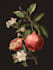 draw realistic scientific botanical illustration
