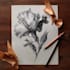 paint watercolour botanical illustrations