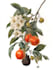 make botanical product illustration