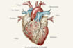 draw exercise, medical and anatomy illustrations