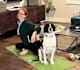 create a dog ugc video with the coolest big dog ever
