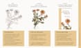 create custom botanical label illustrations and packaging designs