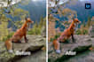 make your photo looks professional