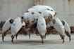 design 3d sci fi mech, robot and creature concept models