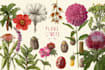 do botanical illustration in photoshop