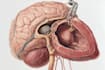 make highly customised medical and anatomy illustrations