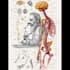 make highly customised medical and anatomy illustrations