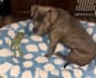 create cat or dog ugc videos for your product or services