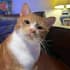 cat photo 4k premium