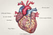 draw exercise, medical and anatomy illustrations