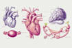 make highly customised medical and anatomy illustrations