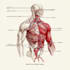 draw exercise, medical and anatomy illustrations