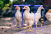 be your data science expert for ml, dl, nlp, and computer vision projects