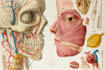 create medical and anatomical illustrations