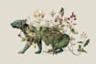 draw botanical and animal designs