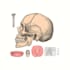 draw detailed medical illustrations