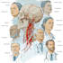 draw professional medical illustrations