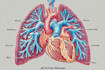 draw exercise, medical and anatomy illustrations