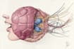 draw detailed medical illustrations