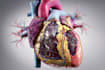 illustrate custom realistic medical art for commercial use