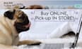 create dog walking website pet care website kennel website dog walking website