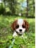 create ugc with my cavalier king charles spaniel, frankie