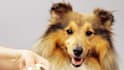do advanced pet, dog food formulation as a certified veterinarian for your brand