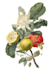 create a botanical illustration