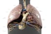 create 2d medical anatomy illustrations and animations