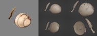 create high quality concept base 3d model and uv