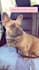 create your ugc dog content