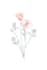 hand draw botanical illustrations