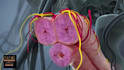 create high quality 3d medical animation biomedical and anatomy explainer videos