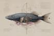 draw a scientific illustration