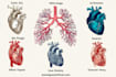 draw exercise, medical and anatomy illustrations