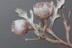 paint botanical and scientific illustrations