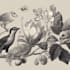 draw animal and botanical illustrations