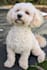 deliver engaging, scroll stopping dog ugc video content and authentic photos