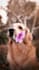 give you a psychic pet reading