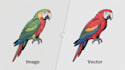 do high quality image and logo vector tracing professionally