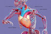 draw exercise, medical and anatomy illustrations