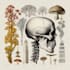draw botanical and anatomical scientific illustrations