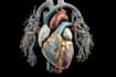 do professional medical illustrations